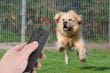 Отпугиватели собак на Алиэкспресс: 10 лучших ультразвуковых приборов