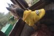 Одежда для собак на Алиэкспресс: 10 костюмов для маленьких собачек